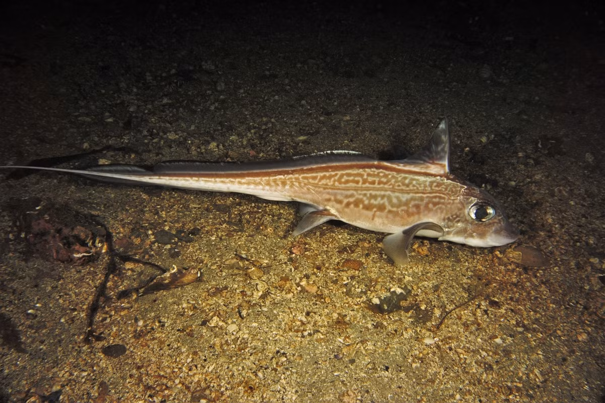  Hình dạng đầu lớn, mắt to đặc trưng. Chúng có phần đầu phình rộng, mắt to thích nghi với môi trường ánh sáng yếu ở biển sâu, tạo nên diện mạo nửa quen nửa lạ so với các loài cá hiện đại. Ảnh: inaturalist.