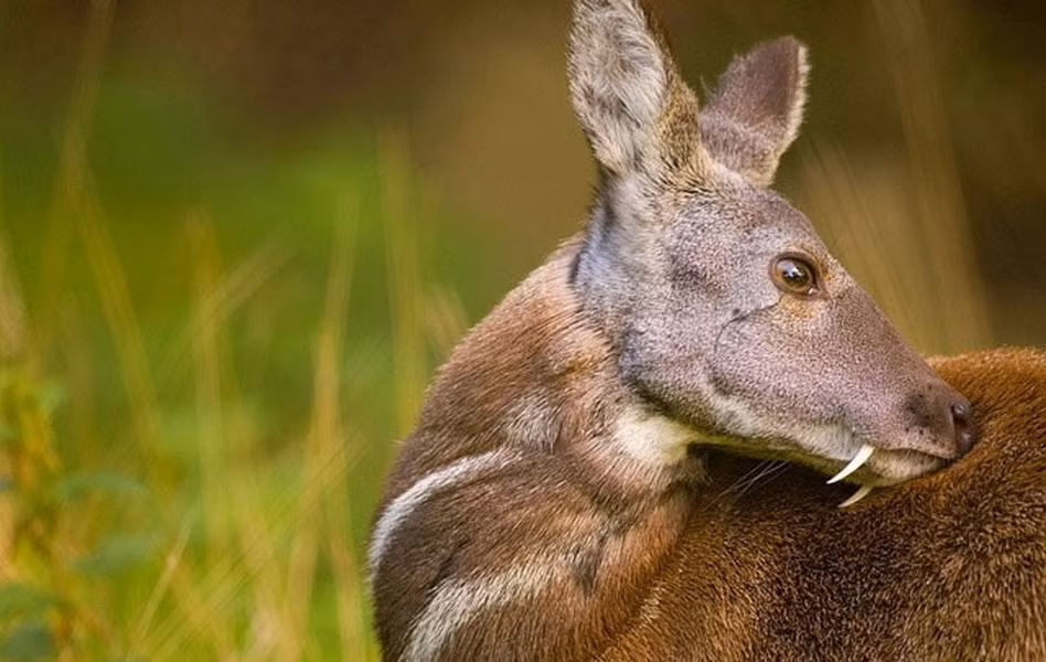 Hươu xạ, tên khoa học là Moschus cupreus, là một loài động vật có vú trong họ Moschidae thuộc bộ Artiodactyla. Hươu xạ Kashmir được nhìn thấy lần cuối vào năm 1948 ở Afghanistan. Hươu xạ Kashmir nổi tiếng là bởi tuyến mùi (hay còn gọi là tuyến xạ hương) của chúng. Chỉ những con hươu xạ Kashmir đực mới có tuyến xạ hương có thể tạo ra mùi thơm dễ chịu, quyến rũ. Xạ hương có thể được dùng để chiết xuất nước hoa và làm hương liệu hoặc làm thuốc.