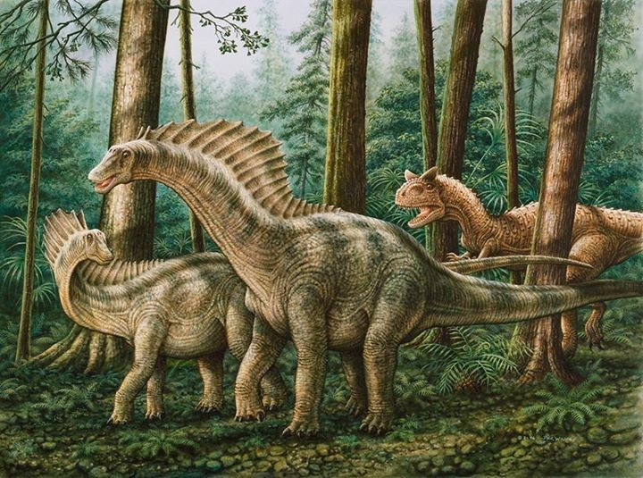  Khá “nhỏ con” trong nhóm sauropod. Amargasaurus chỉ dài khoảng 9–10 mét, nhỏ hơn nhiều so với các họ hàng trong nhóm sauropod, như Diplodocus. Ảnh: Pinterest.
