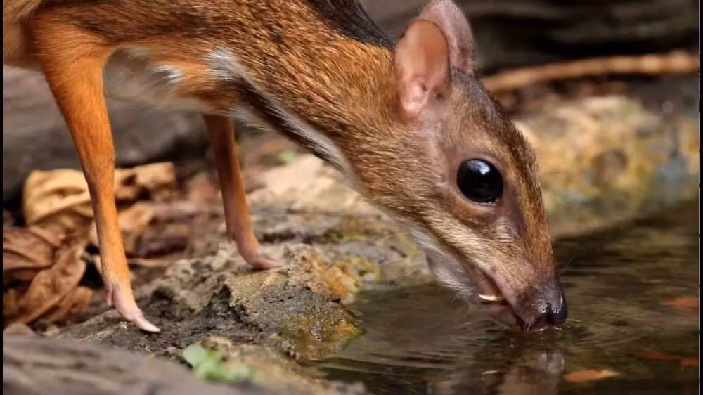  Phân bố ở cả châu Á và châu Phi. Họ Tragulidae gồm nhiều loài khác nhau, trong đó cheo cheo châu Á sống ở Đông Nam Á và Nam Á, gồm Việt Nam, còn loài cheo cheo nước châu Phi sinh sống tại rừng rậm Tây Phi, gần các con suối và đầm lầy. Ảnh: Pinterest.