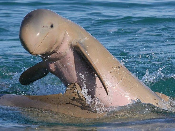  Ngoại hình khác biệt với trán tròn và không có mỏ dài. Không giống nhiều loài cá heo khác, cá heo Irrawaddy có đầu tròn, trán lồi, không có chiếc mỏ nhọn dài, khiến chúng dễ bị nhầm với cá voi nhỏ. Ảnh: Pinterest.
