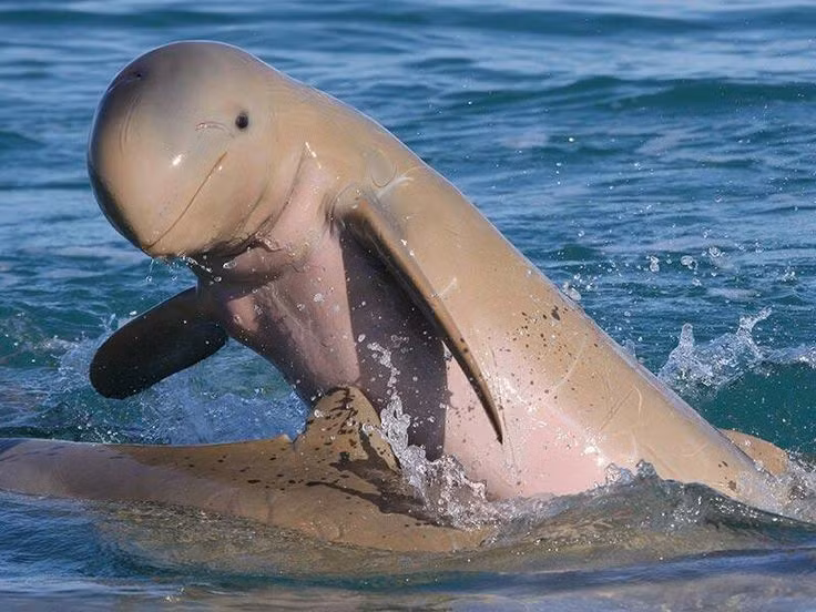  Ngoại hình khác biệt với trán tròn và không có mỏ dài. Không giống nhiều loài cá heo khác, cá heo Irrawaddy có đầu tròn, trán lồi, không có chiếc mỏ nhọn dài, khiến chúng dễ bị nhầm với cá voi nhỏ. Ảnh: Pinterest.