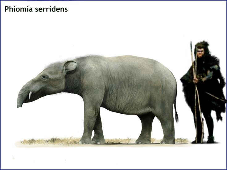  Kích thước nhỏ hơn voi hiện đại. Chúng chỉ cao khoảng 2–2,5 mét, nhỏ hơn nhiều so với các loài voi ngày nay nhưng vẫn đủ lớn để thống trị môi trường sống. Ảnh: Pinterest.