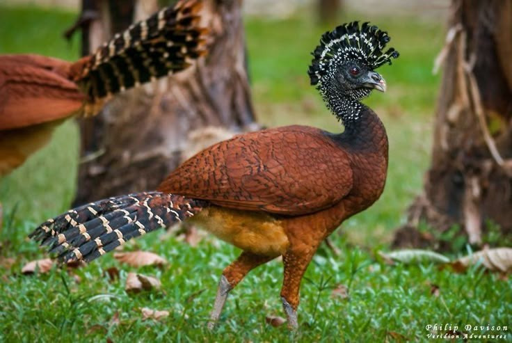  Có nhiều nhóm với ngoại hình rất khác nhau. Họ Cracidae gồm ba nhóm chính: chachalaca, guan và curassow. Một số loài curassow có mào xoăn hoặc bướu sừng đặc biệt trên mỏ, trong khi chachalaca lại có thân hình mảnh và tiếng kêu vang đặc trưng có thể nghe thấy từ rất xa trong rừng. Ảnh: Pinterest.
