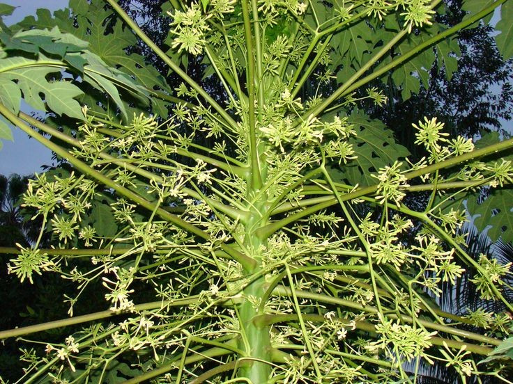  Loài cây ‘đa tính’ đặc biệt. Đu đủ (Carica papaya) có thể tồn tại dưới dạng cây đực, cái hoặc lưỡng tính, điều khá hiếm trong thế giới thực vật. Điều này ảnh hưởng trực tiếp đến khả năng ra quả và năng suất của cây. Ảnh: Pinterest.