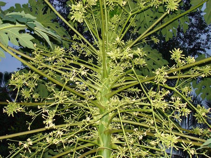  Loài cây ‘đa tính’ đặc biệt. Đu đủ (Carica papaya) có thể tồn tại dưới dạng cây đực, cái hoặc lưỡng tính, điều khá hiếm trong thế giới thực vật. Điều này ảnh hưởng trực tiếp đến khả năng ra quả và năng suất của cây. Ảnh: Pinterest.