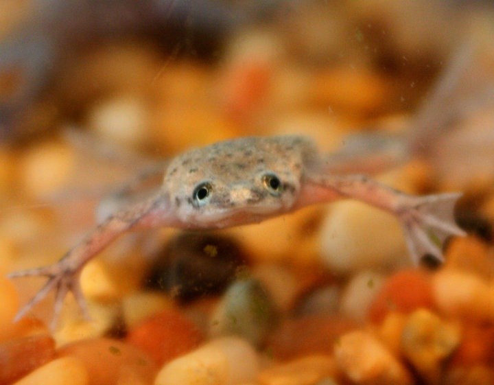  Săn mồi bằng cách “hút” thức ăn. Do không có lưỡi, ếch không lưỡi thường sử dụng chiến thuật hút nước vào miệng để kéo con mồi vào trong. Chúng cũng dùng hai chân trước nhạy cảm để cảm nhận chuyển động của con mồi trong nước, sau đó nhanh chóng đưa thức ăn vào miệng. Ảnh: Pinterest.