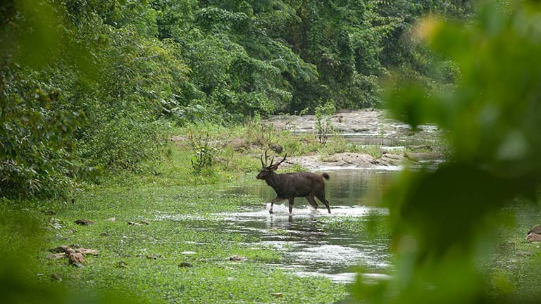  Có sự hiện diện lâu đời của con người bản địa. Khu vực này là nơi sinh sống của một số cộng đồng dân tộc thiểu số, đặc biệt là người Karen, với lối sống truyền thống gắn bó mật thiết với rừng. Sự chung sống này tạo nên mối quan hệ phức tạp giữa bảo tồn thiên nhiên và văn hóa bản địa. Ảnh: tontantravel.com.