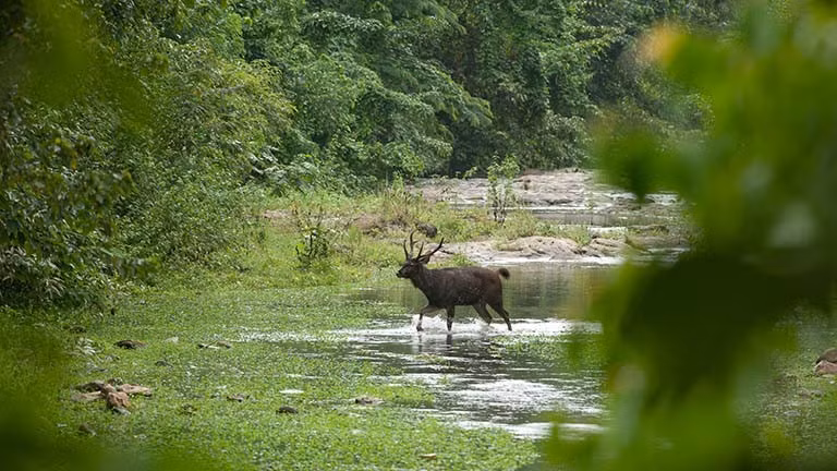  Có sự hiện diện lâu đời của con người bản địa. Khu vực này là nơi sinh sống của một số cộng đồng dân tộc thiểu số, đặc biệt là người Karen, với lối sống truyền thống gắn bó mật thiết với rừng. Sự chung sống này tạo nên mối quan hệ phức tạp giữa bảo tồn thiên nhiên và văn hóa bản địa. Ảnh: tontantravel.com.