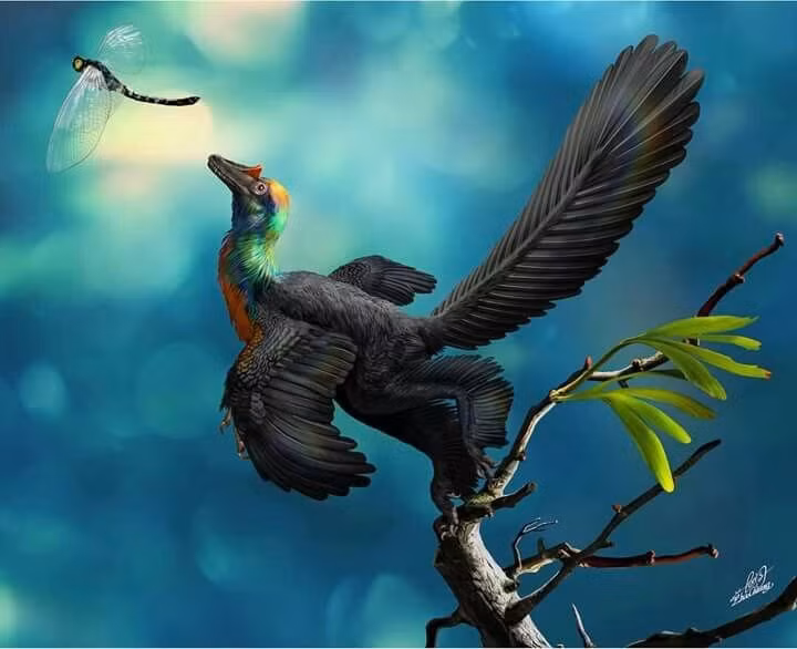  Có quan hệ gần với tổ tiên của chim. Về mặt tiến hóa, Caihong nằm gần nhánh dẫn tới chim hiện đại, giúp củng cố giả thuyết chim là hậu duệ trực tiếp của khủng long chân thú có lông. Ảnh: Pinterest.