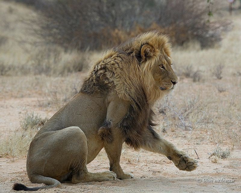  Động vật hoang dã phong phú. Nơi đây là môi trường sống của nhiều loài như sư tử Kalahari, linh dương, meerkat và các loài bò sát, tất cả đều có khả năng thích nghi với điều kiện khô hạn, nhiệt độ khắc nghiệt. Ảnh: Pinterest.