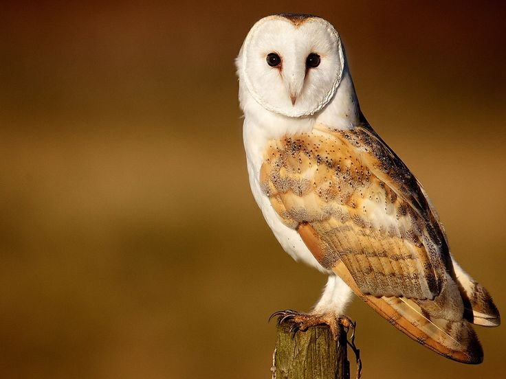  Khuôn mặt hình tim là đặc điểm nhận diện rõ nhất. Phần đĩa mặt hình trái tim giúp cú lợn thu và định hướng âm thanh cực kỳ chính xác khi săn mồi trong bóng tối. Ảnh: Pinterest.