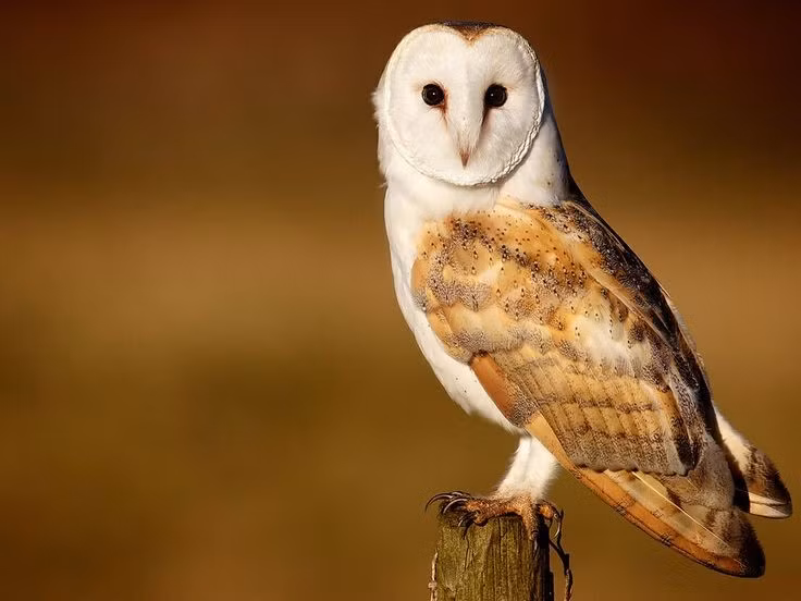  Khuôn mặt hình tim là đặc điểm nhận diện rõ nhất. Phần đĩa mặt hình trái tim giúp cú lợn thu và định hướng âm thanh cực kỳ chính xác khi săn mồi trong bóng tối. Ảnh: Pinterest.