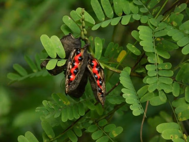  8. Ở nhiều nơi, loài cây này bị coi là xâm hại sinh thái. Vì khả năng sinh trưởng mạnh, cam thảo dây dễ lấn át thực vật bản địa nếu không được kiểm soát. Ảnh: Pinterest.