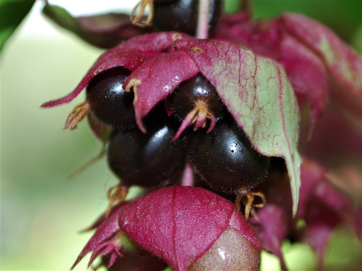  Quả mọng hấp dẫn chim chóc. Sau mùa hoa, cây cho ra những quả mọng nhỏ, chuyển dần từ xanh sang tím đen khi chín. Đây là nguồn thức ăn ưa thích của nhiều loài chim, giúp phát tán hạt giống đi xa và mở rộng phạm vi sinh trưởng. Ảnh: wildfooduk.com.