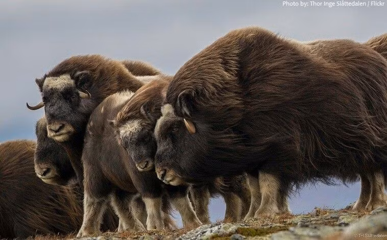  Bò xạ sống theo đàn có tổ chức cao. Một đàn có thể lên tới 30 cá thể, cùng nhau chống lại kẻ săn mồi như sói Bắc Cực. Ảnh: Pinterest.