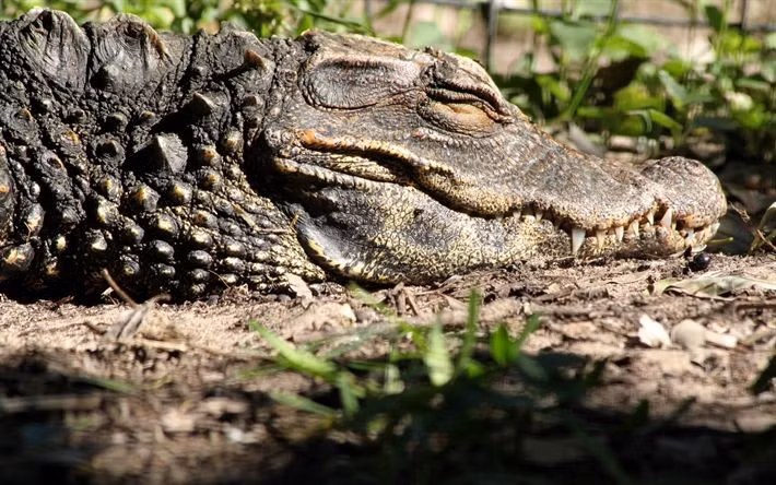  Từng đứng bên bờ tuyệt chủng. Săn bắt quá mức khiến số lượng ngoài tự nhiên từng giảm xuống chỉ vài trăm con. Ảnh: Pinterest.