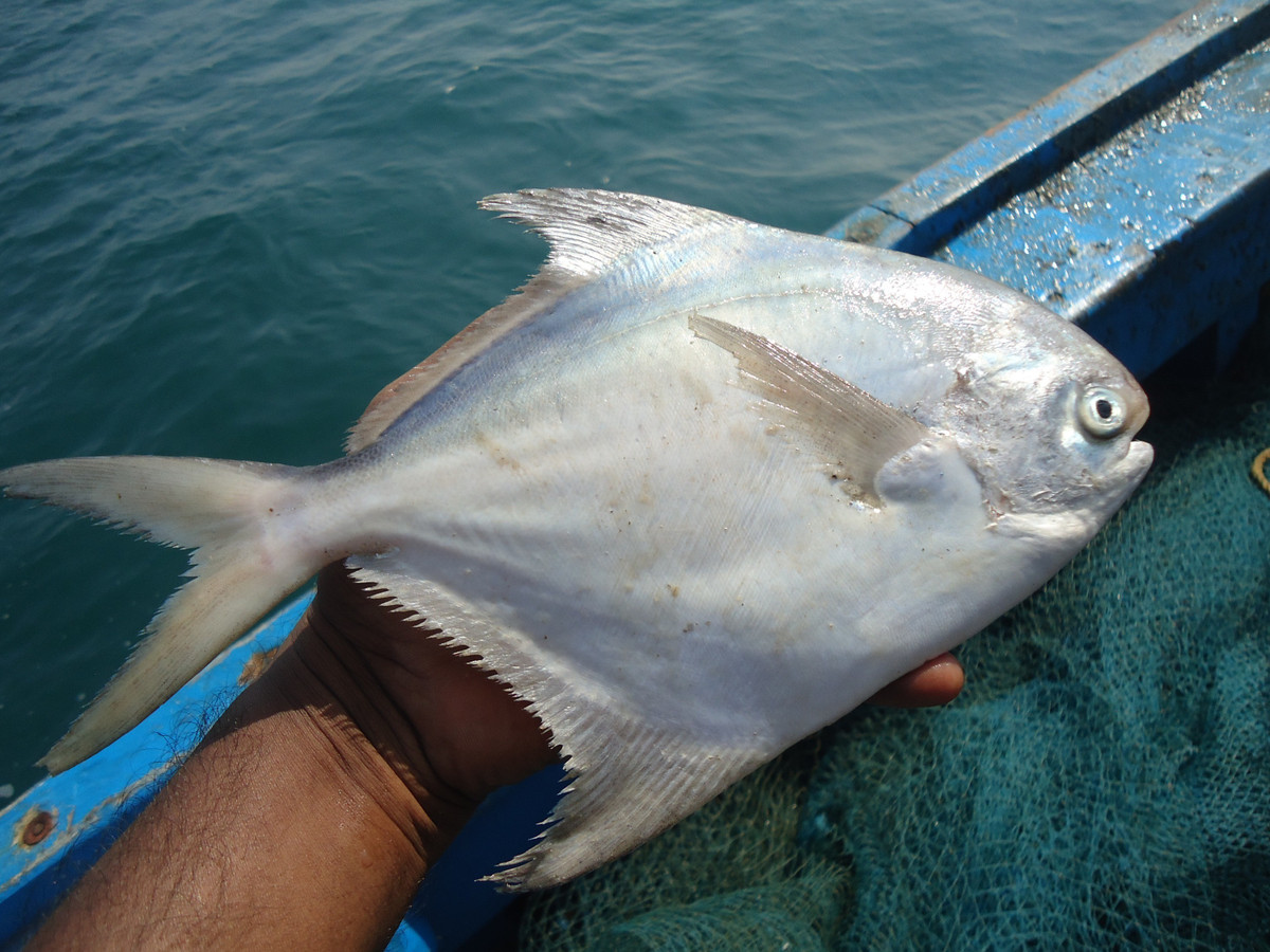  Thân dẹt như chiếc đĩa bạc. Cá chim trắng (Pampus argenteus) có cơ thể mỏng, dẹt và sáng bóng, giúp chúng di chuyển linh hoạt trong môi trường biển mở. Ảnh: indiabiodiversity.org.