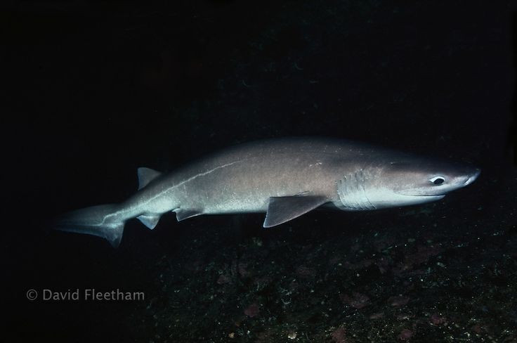  Sinh sản theo kiểu noãn thai sinh. Giống nhiều loài cá mập khác, cá nhám sáu mang sinh con theo hình thức trứng nở ngay trong cơ thể mẹ. Con non được sinh ra đã phát triển hoàn chỉnh và có khả năng bơi lội độc lập. Mỗi lứa có thể lên đến hàng chục cá con, giúp duy trì quần thể trong môi trường biển sâu khắc nghiệt. Ảnh: Pinterest.