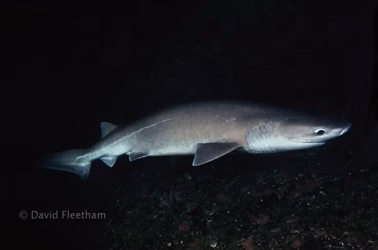  Sinh sản theo kiểu noãn thai sinh. Giống nhiều loài cá mập khác, cá nhám sáu mang sinh con theo hình thức trứng nở ngay trong cơ thể mẹ. Con non được sinh ra đã phát triển hoàn chỉnh và có khả năng bơi lội độc lập. Mỗi lứa có thể lên đến hàng chục cá con, giúp duy trì quần thể trong môi trường biển sâu khắc nghiệt. Ảnh: Pinterest.