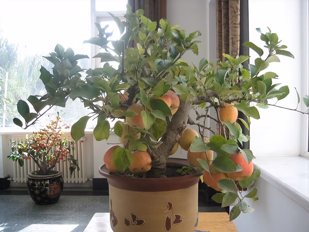 6. Cây táo cảnh – Quả ngon, ý nghĩa tốt, dễ trồng chậu: Táo cảnh mini vừa cho quả ăn được, vừa mang dáng bonsai đẹp mắt. Cây dễ trồng trong chậu, chỉ cần đủ ánh sáng là ra hoa kết trái quanh năm.