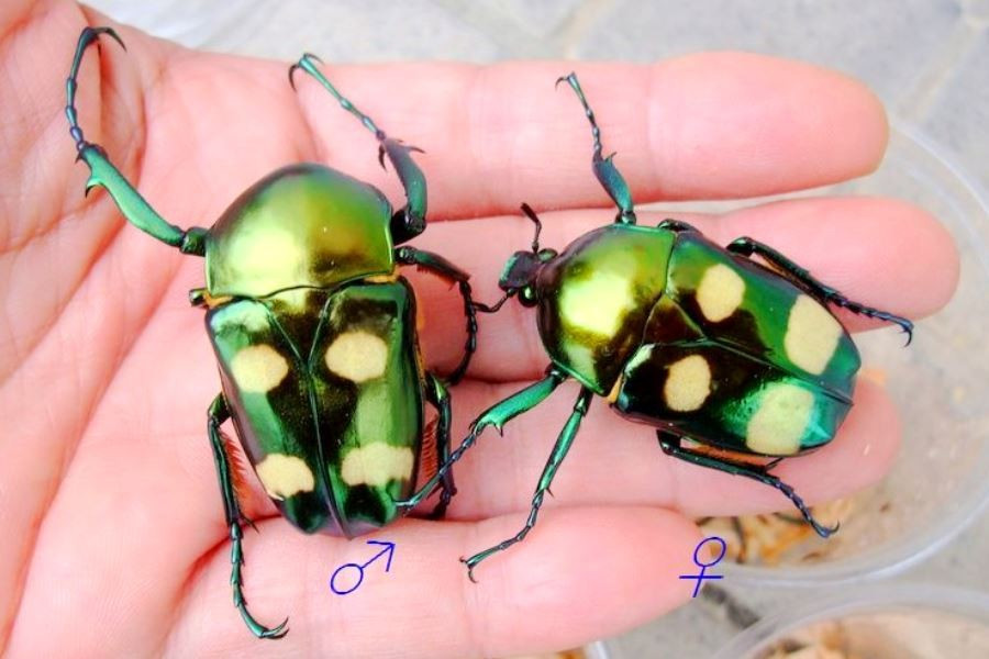 Sống chủ yếu trong rừng nhiệt đới Đông Nam Á. Cánh cam xanh bốn chấm phân bố rộng ở các khu rừng rậm ẩm ướt tại Việt Nam, Lào, Thái Lan và một số vùng thuộc Malaysia. Ảnh: richardsinverts-store.com.