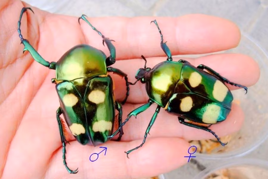 Sống chủ yếu trong rừng nhiệt đới Đông Nam Á. Cánh cam xanh bốn chấm phân bố rộng ở các khu rừng rậm ẩm ướt tại Việt Nam, Lào, Thái Lan và một số vùng thuộc Malaysia. Ảnh: richardsinverts-store.com.