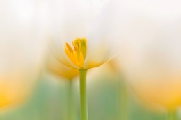 Trong số những người sinh tháng 1 Âm lịch, có đến 9/10 người đạt được thành công và sống cuộc đời sung túc, viên mãn. Ảnh minh họa