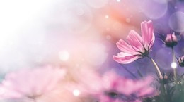 Tử vi cho rằng người sinh tháng 10 Âm lịch được ban phước lành sâu sắc. Ảnh minh họa