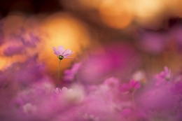 Đa phần người sinh tháng 5 Âm lịch có phúc khí sâu dày, cuộc sống sung túc, càng về hậu vận càng an nhàn, đủ đầy. Ảnh minh họa