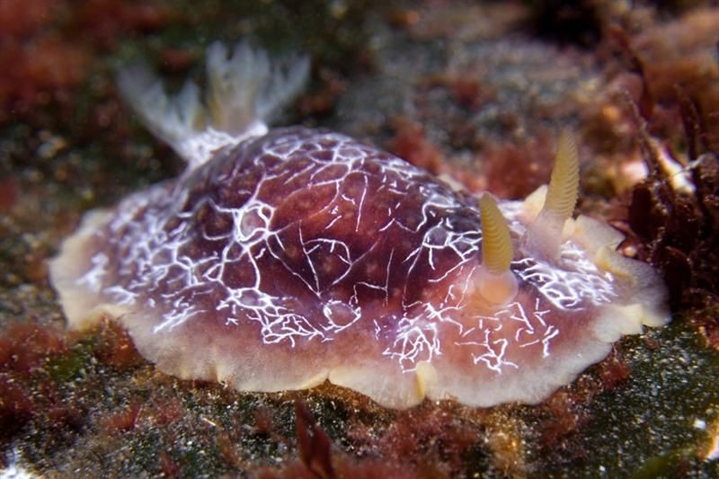  Hệ thần kinh giúp thay đổi lịch sử khoa học. Loài ốc thỏ biển Aplysia californica từng trở thành sinh vật mẫu trong nghiên cứu thần kinh học vì có tế bào thần kinh lớn, dễ quan sát. Các nghiên cứu về học tập và trí nhớ trên loài này đã góp phần mang lại giải Nobel năm 2000 cho nhà khoa học Eric Kandel. Ảnh: Pinterest.