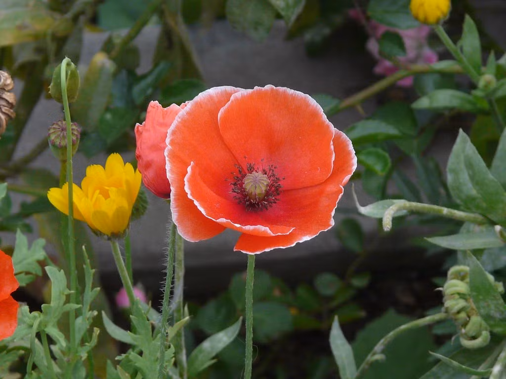  Là biểu tượng tưởng niệm chiến tranh nổi tiếng. Hoa anh túc đỏ (Papaver rhoeas) gắn liền với ký ức về Thế chiến thứ nhất, đặc biệt qua bài thơ “In Flanders Fields” (Trên cánh đồng Flanders). Từ đó, loài hoa này trở thành biểu tượng tưởng niệm những người lính đã hy sinh, nhất là tại Anh và các quốc gia thuộc Khối Thịnh vượng chung. Ảnh: Flickr.