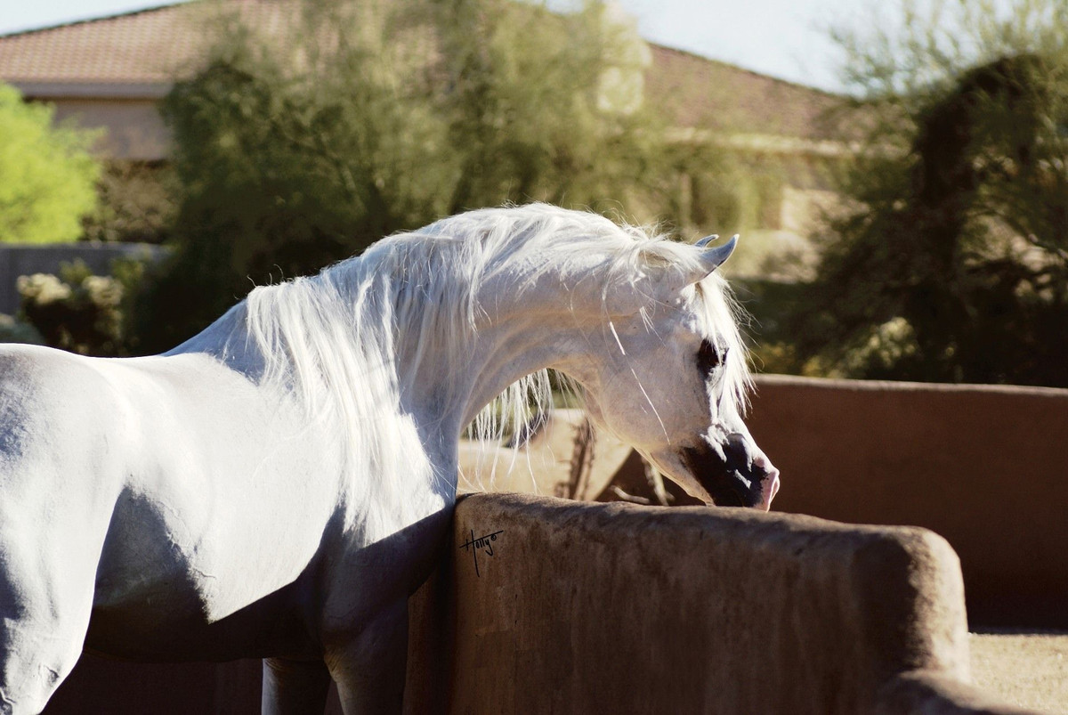  Học nhanh và nhớ lâu các mệnh lệnh. Khi được huấn luyện đúng cách, ngựa có thể ghi nhớ các mệnh lệnh, tín hiệu tay và âm thanh trong thời gian rất dài, thậm chí sau nhiều tháng không luyện tập vẫn phản hồi chính xác. Ảnh: Pinterest.