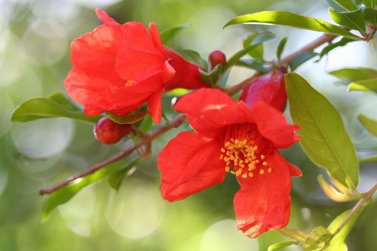  Hoa lựu rực rỡ và giàu sức sống. Hoa có màu đỏ cam nổi bật, thường được trồng làm cảnh và gắn liền với hình ảnh mùa hè ở nhiều nơi. Ảnh: Pinterest.