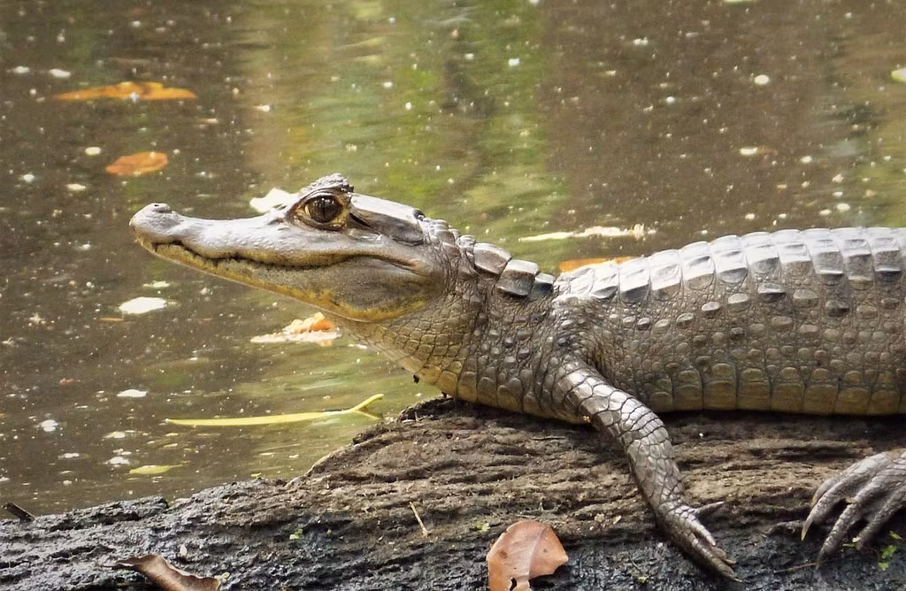  Phân bố rộng khắp Trung và Nam Mỹ. Loài này xuất hiện ở nhiều quốc gia như Brazil, Colombia, Venezuela và cả khu vực Trung Mỹ. Nhờ khả năng thích nghi tốt, chúng sống được trong nhiều môi trường nước khác nhau như sông, hồ, đầm lầy và kênh rạch. Ảnh: Flickr.