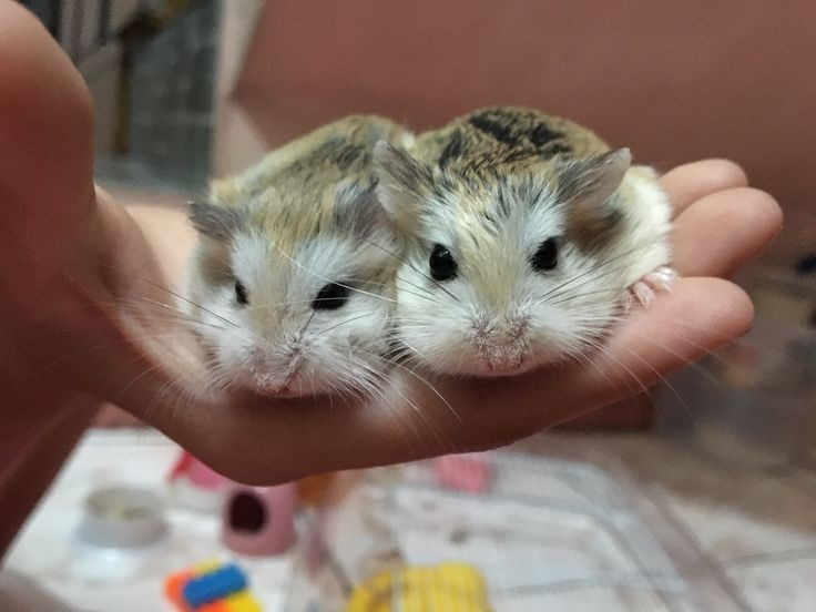  Tuổi thọ cao so với kích thước. Trong điều kiện tự nhiên khắc nghiệt, hamster Roborovski vẫn có thể sống 2–3 năm, một con số ấn tượng đối với loài gặm nhấm nhỏ. Ảnh: Pinterest.