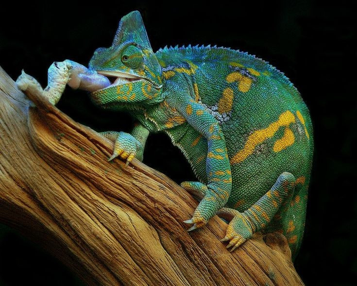  Lưỡi của loài này dài hơn cả chiều dài cơ thể. Lưỡi có thể phóng ra với tốc độ cực nhanh, đầu lưỡi dính như giác hút giúp tắc kè hoa bắt côn trùng chính xác trong tích tắc. Ảnh: Pinterest.