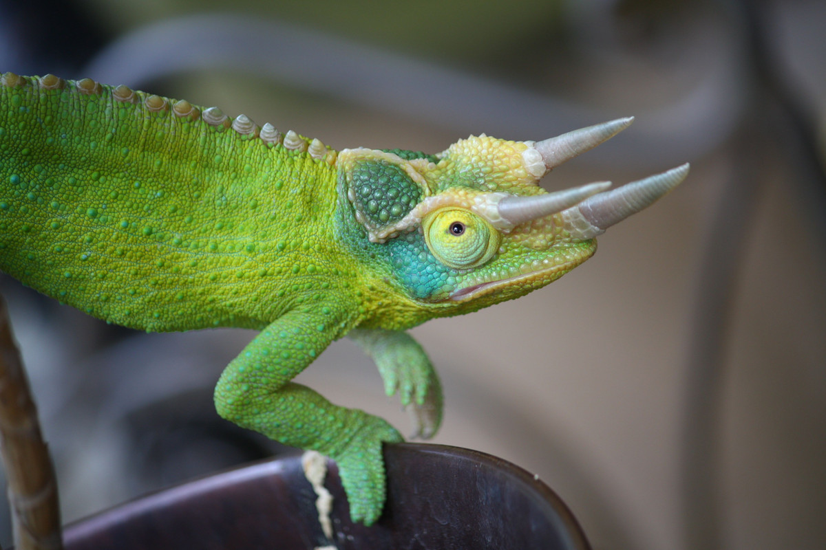  Loài này sinh con thay vì đẻ trứng. Khác với nhiều họ hàng, tắc kè hoa ba sừng là loài đẻ con (noãn thai sinh), con non chào đời đã có hình dạng hoàn chỉnh và tự lập ngay. Ảnh: Pinterest.