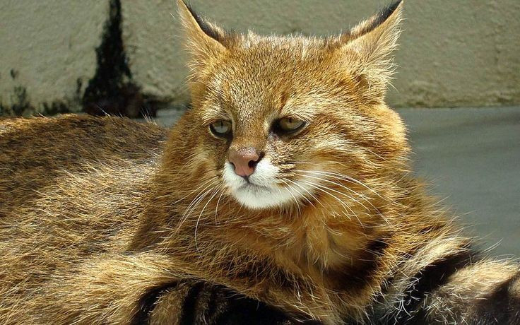  Đang đối mặt với nhiều mối đe dọa. Sự thu hẹp môi trường sống và xung đột với con người ở một số khu vực khiến quần thể mèo Colocolo có xu hướng suy giảm. Ảnh: Pinterest.