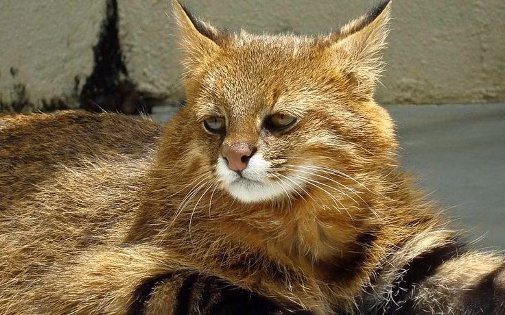  Đang đối mặt với nhiều mối đe dọa. Sự thu hẹp môi trường sống và xung đột với con người ở một số khu vực khiến quần thể mèo Colocolo có xu hướng suy giảm. Ảnh: Pinterest.