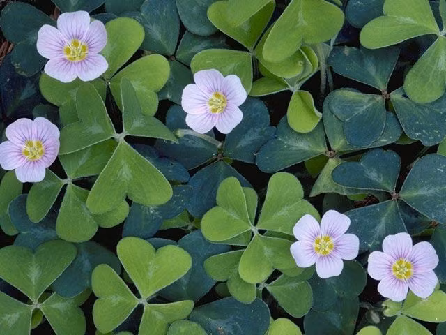  Khả năng phát tán hạt độc đáo. Khi quả chín, vỏ quả của chua me đất có thể tự bật ra, bắn hạt đi xa khỏi cây mẹ. Cơ chế “tự bắn” này giúp loài cây nhỏ bé lan rộng hiệu quả trong tự nhiên. Ảnh: Pinterest.