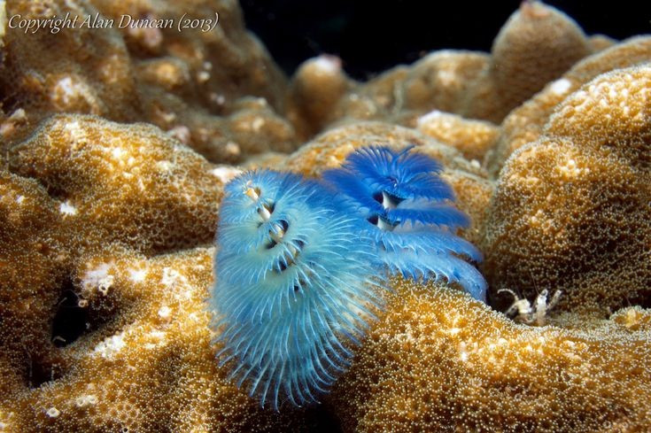  Sống cộng sinh với san hô. Dù khoan vào san hô để làm chỗ ở, giun cây Giáng Sinh thường không gây hại nghiêm trọng, đôi khi còn giúp tăng lưu thông nước quanh rạn san hô. Ảnh: Pinterest.