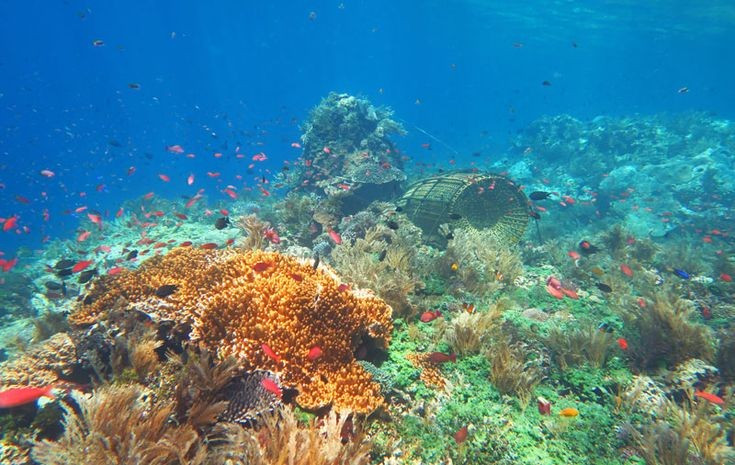  Có hệ san hô đa dạng. Vùng biển Komodo nổi tiếng với rạn san hô rực rỡ và hoạt động lặn biển. Ảnh: Pinterest.