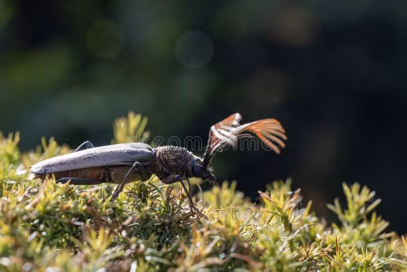  Ấu trùng sống gắn liền với gỗ. Giống nhiều loài xén tóc khác, ấu trùng Cyriopalus wallacei phát triển bên trong thân gỗ mục hoặc cây đang suy yếu. Giai đoạn này kéo dài và đóng vai trò quan trọng trong quá trình phân hủy gỗ, góp phần tái chế chất hữu cơ trong hệ sinh thái rừng. Ảnh: dreamstime.com.