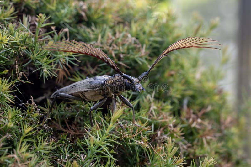  Phân bố chủ yếu ở khu vực Đông Nam Á. Cyriopalus wallacei được ghi nhận tại một số đảo và vùng rừng nhiệt đới thuộc Indonesia và khu vực lân cận, nơi có khí hậu nóng ẩm và thảm thực vật phong phú. Sự phân bố này phản ánh rõ nét ảnh hưởng của sinh cảnh rừng mưa nhiệt đới tới tiến hóa của loài. Ảnh: dreamstime.com.