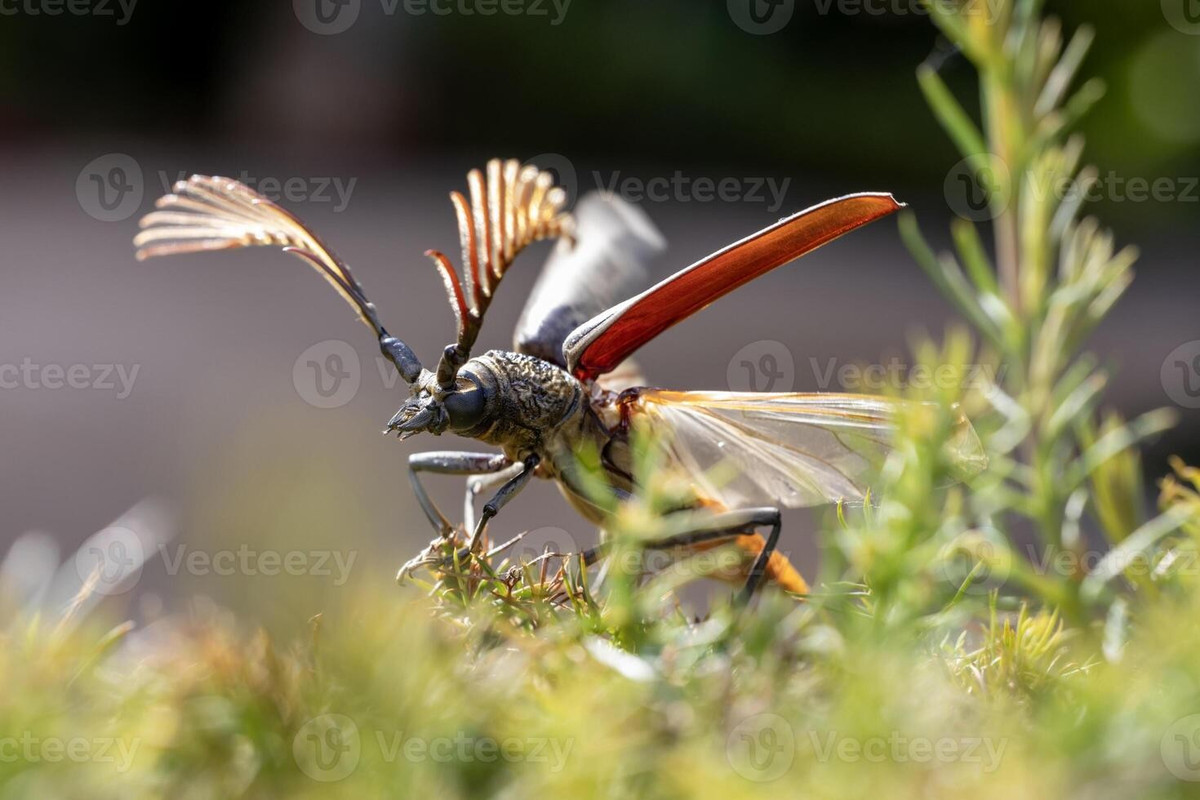  Giá trị khoa học cao. Cyriopalus wallacei được nghiên cứu trong các công trình về tiến hóa, phân loại học và sinh thái côn trùng. Với giới khoa học, loài này là một mảnh ghép quan trọng trong bức tranh đa dạng sinh học khu vực. Ảnh: vecteezy.com.