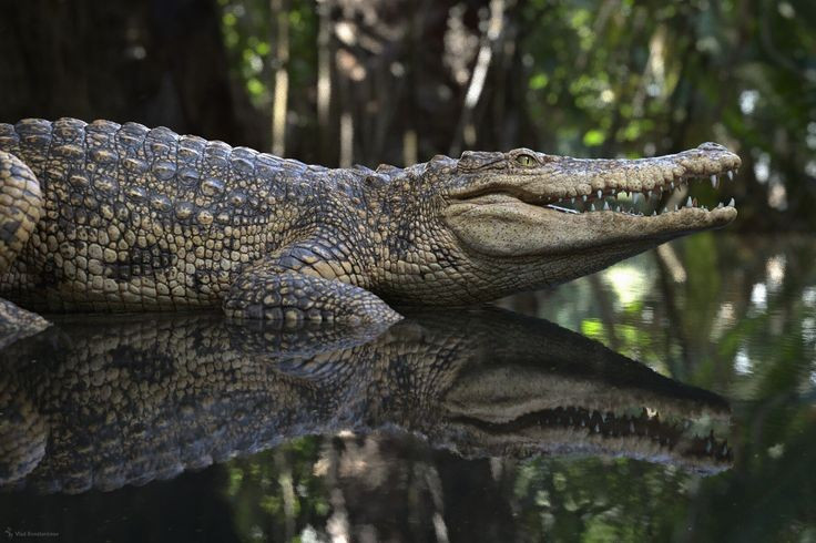  1. Là loài cá sấu nước ngọt bản địa Đông Nam Á. Cá sấu Xiêm từng sinh sống phổ biến ở Campuchia, Thái Lan, Lào, Indonesia và miền Nam Việt Nam, đặc biệt là tại các đầm lầy, sông và hồ nước ngọt. Ảnh: Pinterest.