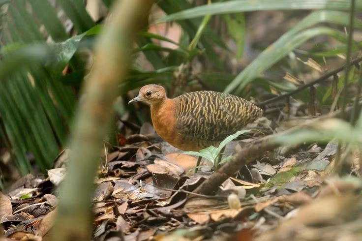  Gà trống chăm con. Ở nhiều loài gà đà điểu, chim trống ấp trứng và nuôi con, trong khi chim mái tiếp tục giao phối với con trống khác để đẻ trứng. Ảnh: Pinterest.