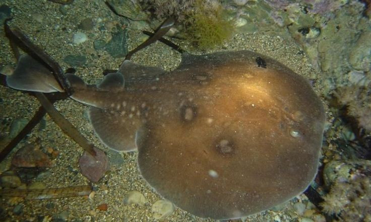  Có thể gây nguy hiểm cho con người. Nếu vô tình chạm phải, dòng điện của cá đuối điện có thể khiến thợ lặn hoặc người bơi bị choáng, mất phương hướng tạm thời. Ảnh: Pinterest.