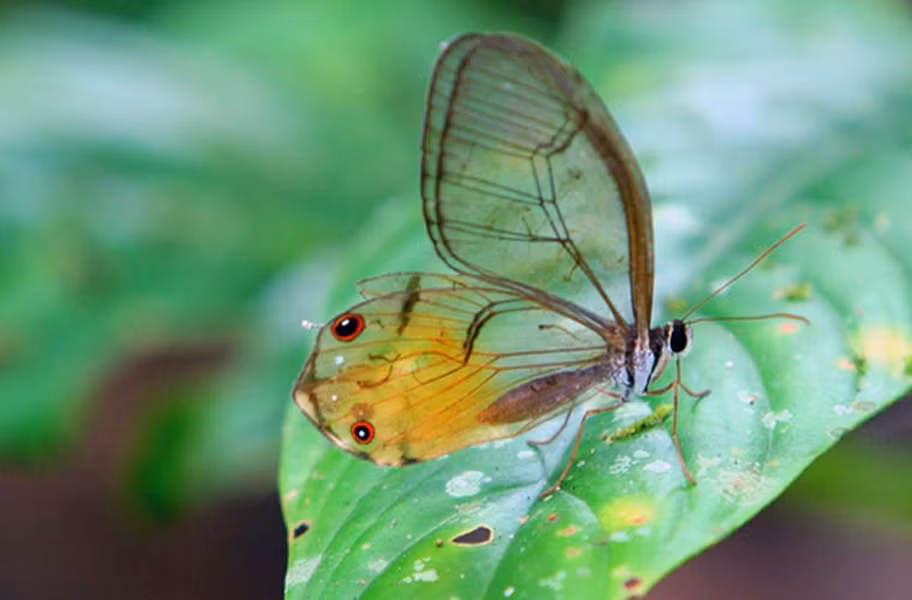 Đôi cánh của loài bướm thủy tinh dài khoảng 5cm.